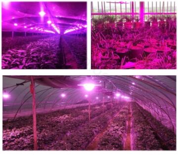 1 Watt Power Led Grow (Full Spectrum)